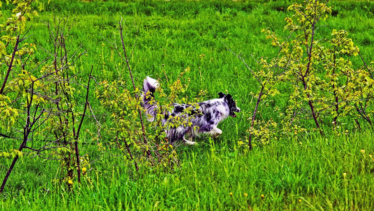 Июнь...Пес-природолюб! - Владимир 