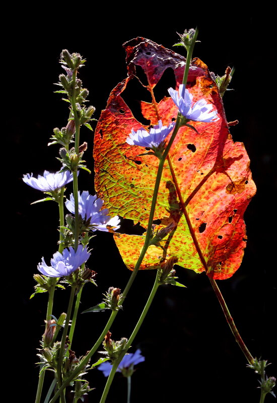 цикорий - Михаил Бибичков
