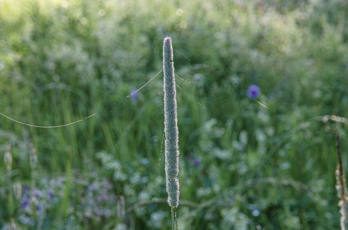 Утро - Валерий Пославский