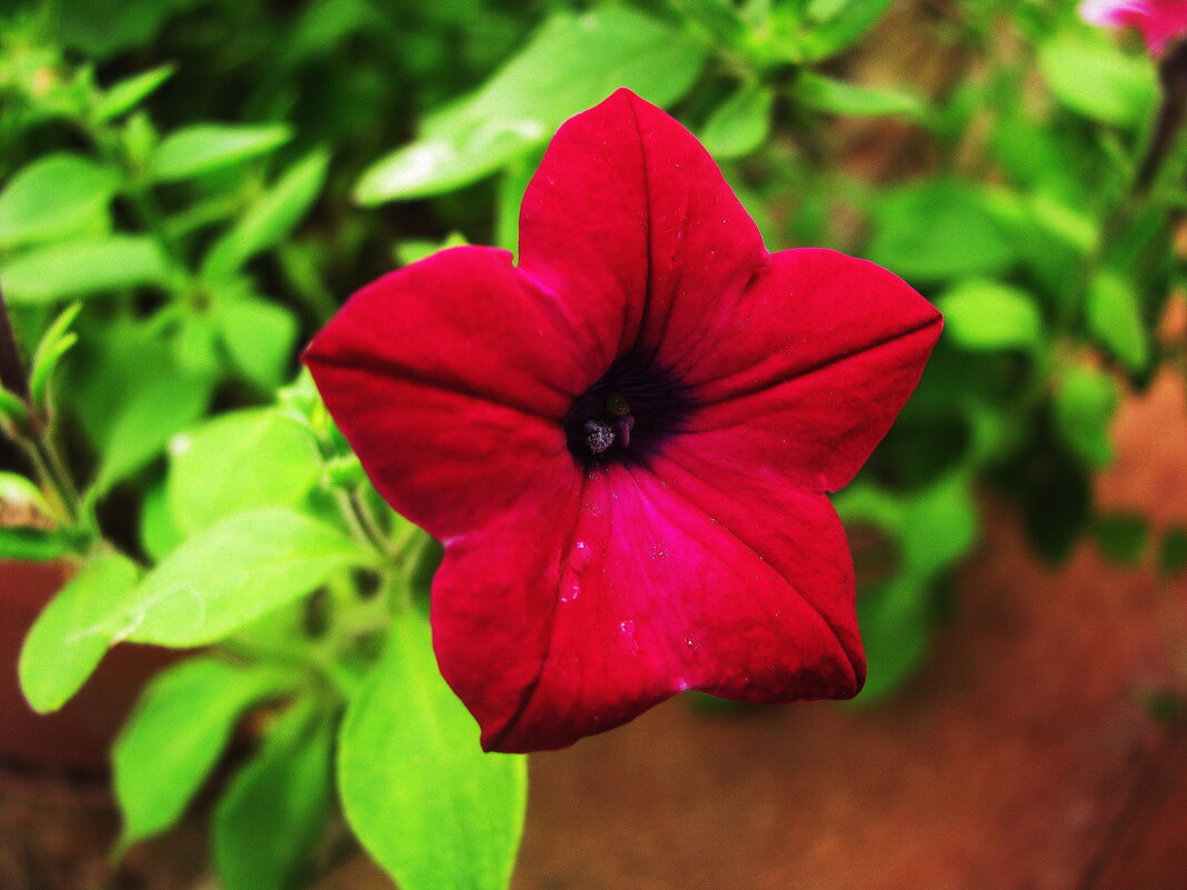 Бархатная красавица - Людмила Смородинская Бархатная красавица - Людмила Смородинская