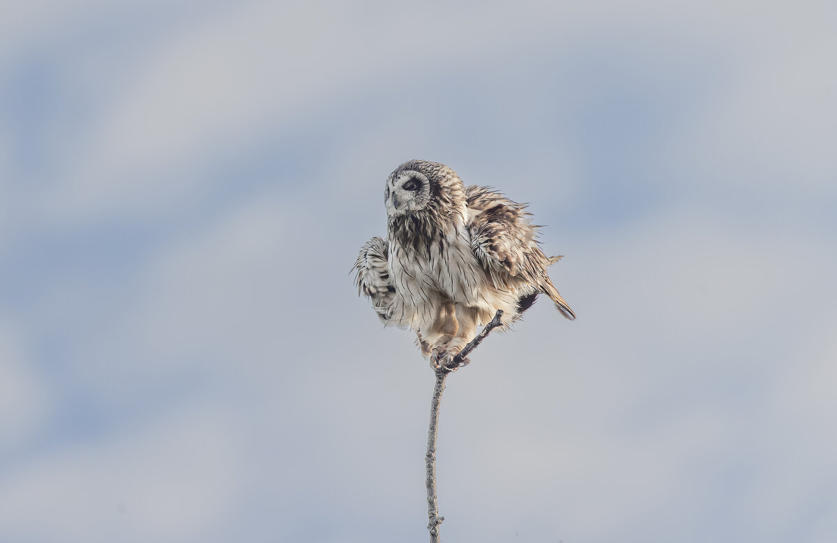 сова болотная. - юрий макаров сова болотная. - юрий макаров