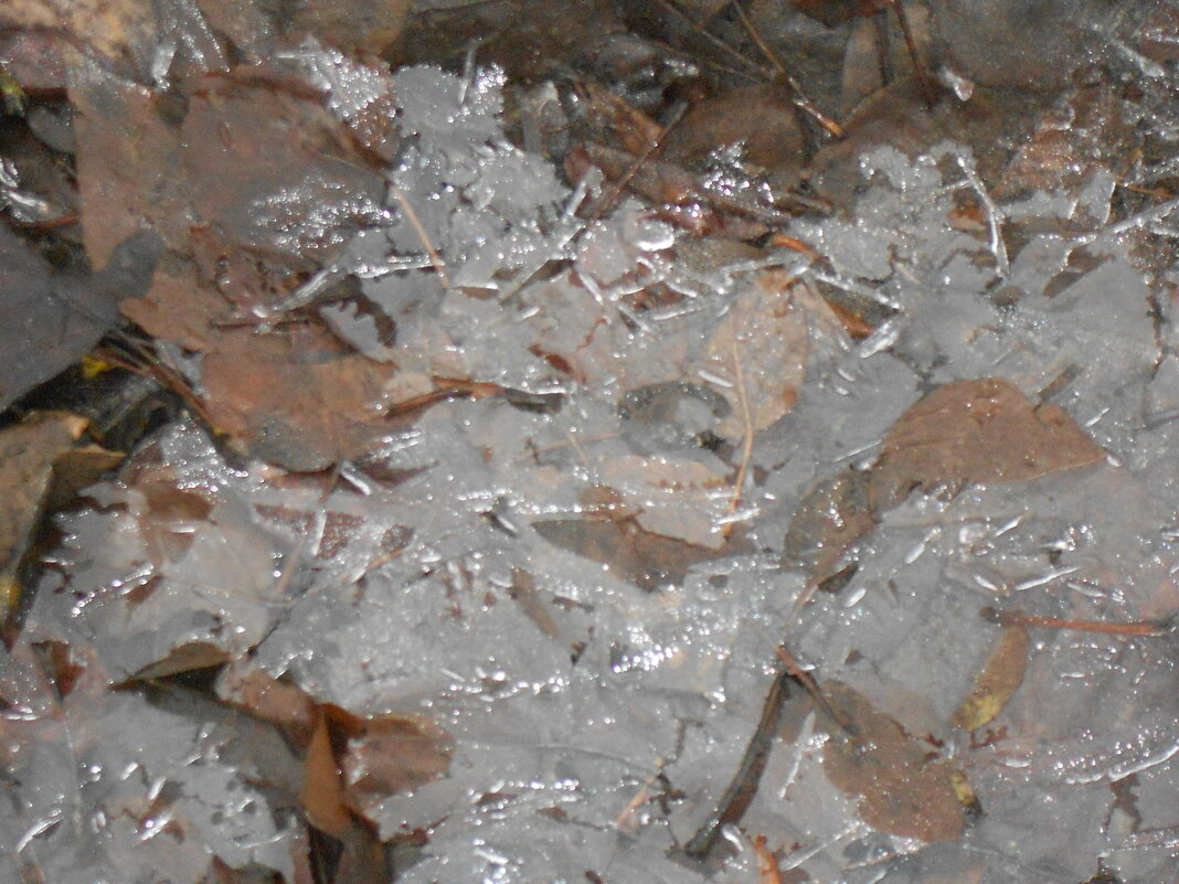 причуды января - Елена Шаламова причуды января - Елена Шаламова