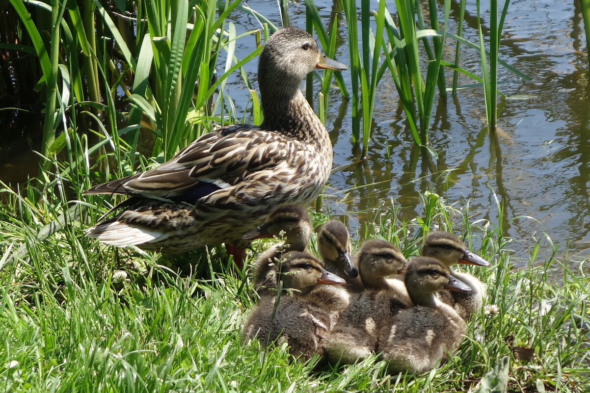 Утиный выводок - Рита Симонова