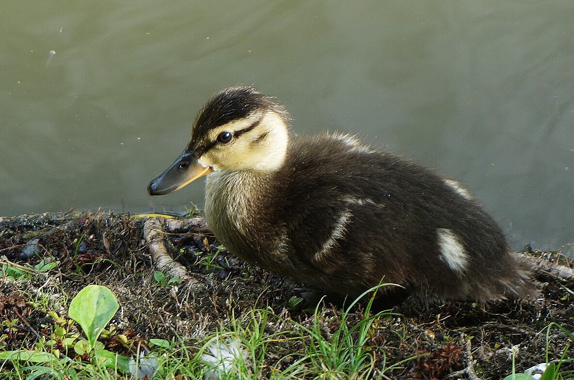 Утенок - Рита Симонова