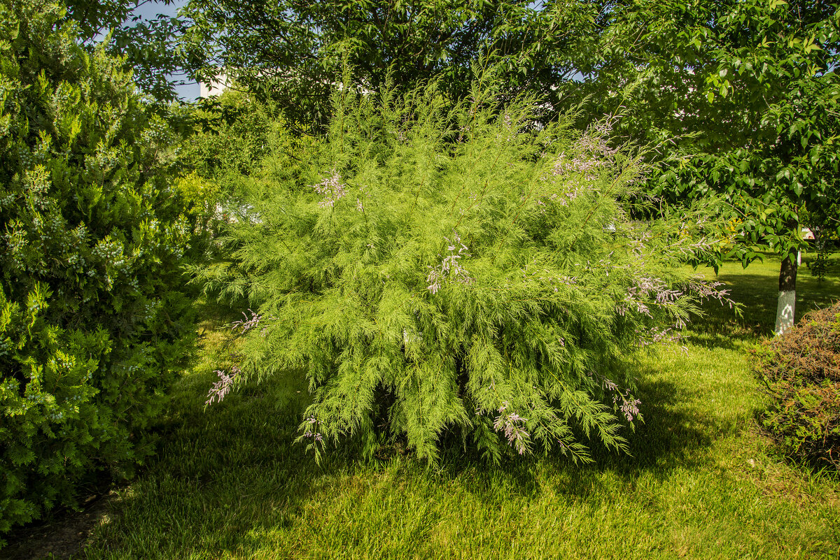 Куст - Анатолий Чикчирный Куст - Анатолий Чикчирный