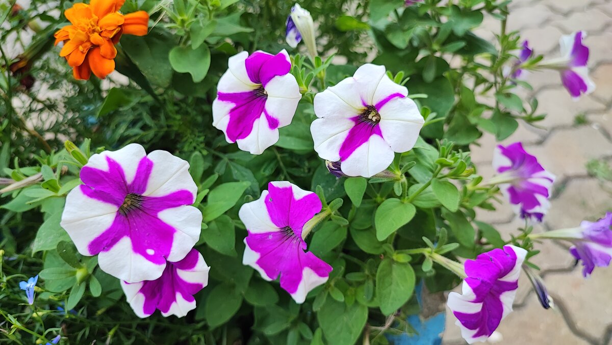 ,,, - Сергей Тимоновский