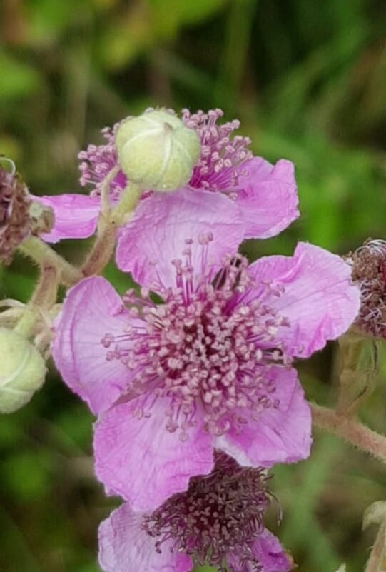 ЕЖЕВИКА - Tata Wolf