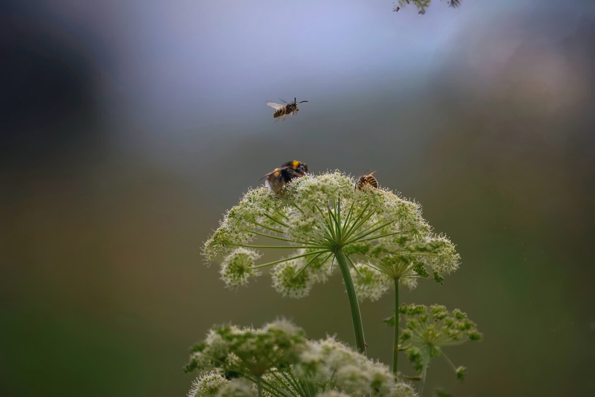 Живая природа, июль - Николай Соколухин Живая природа, июль - Николай Соколухин
