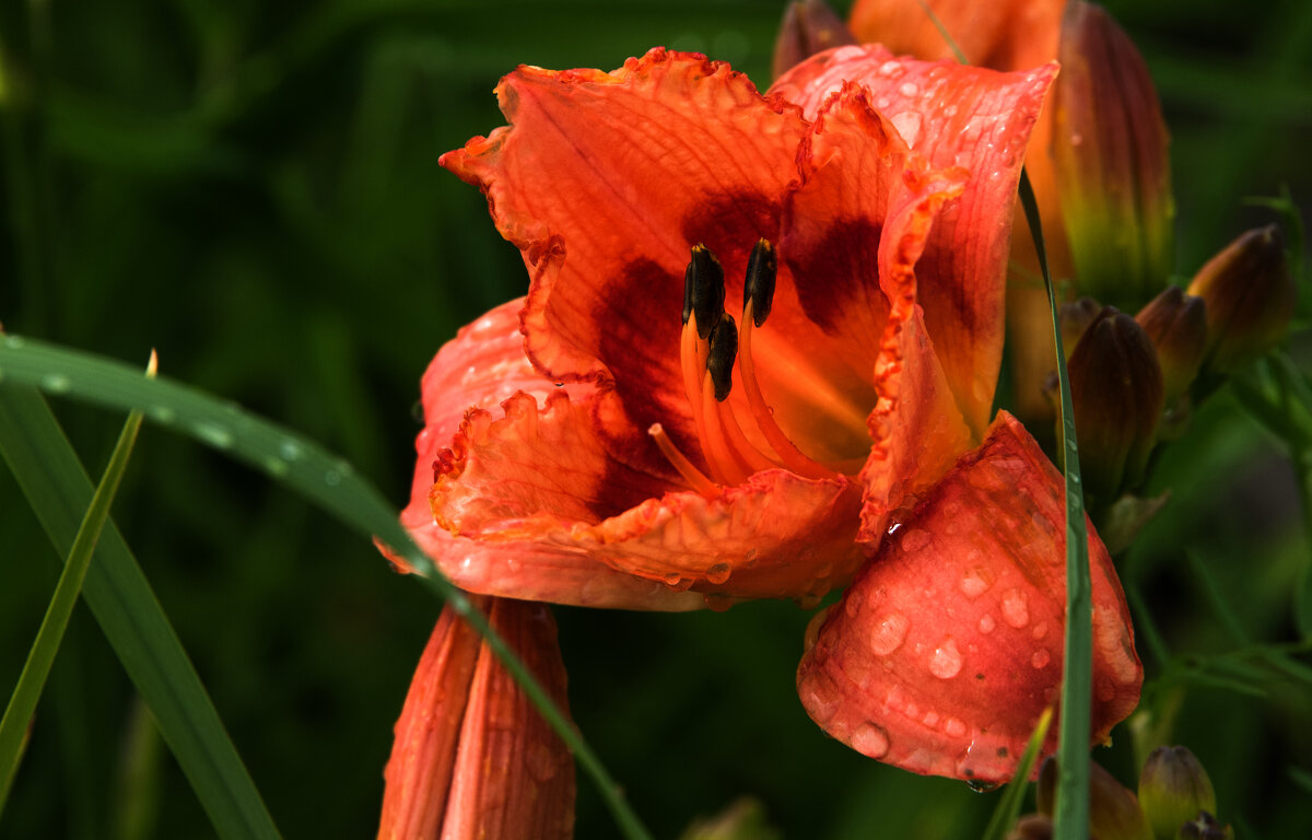 *** - Владимир Безбородов