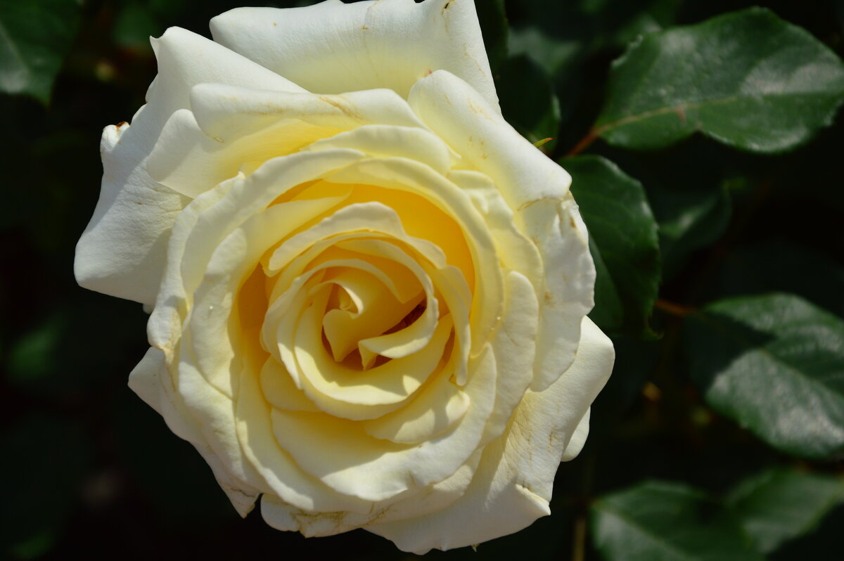 *** - Виктор *** - Виктор