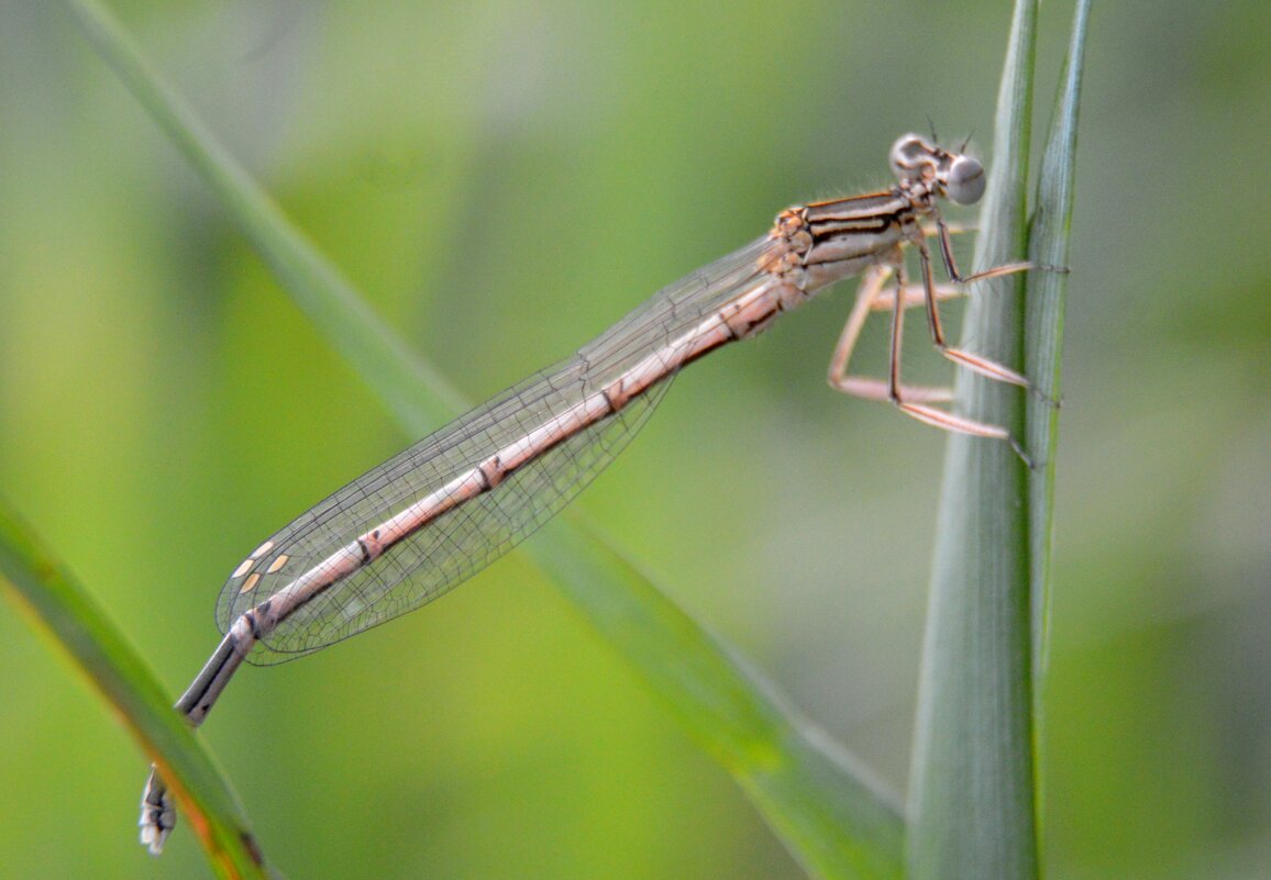 *** - Надежда Куркина 