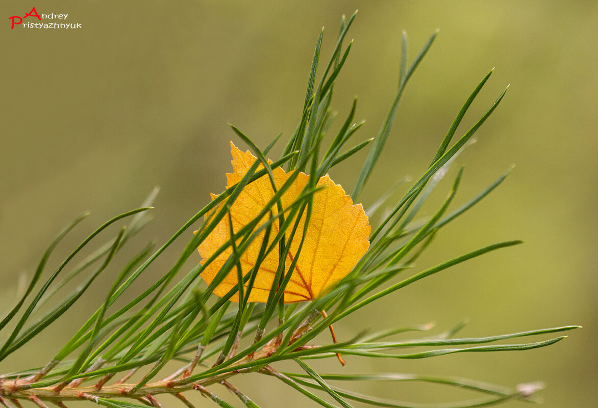Листик - Андрей Пристяжнюк