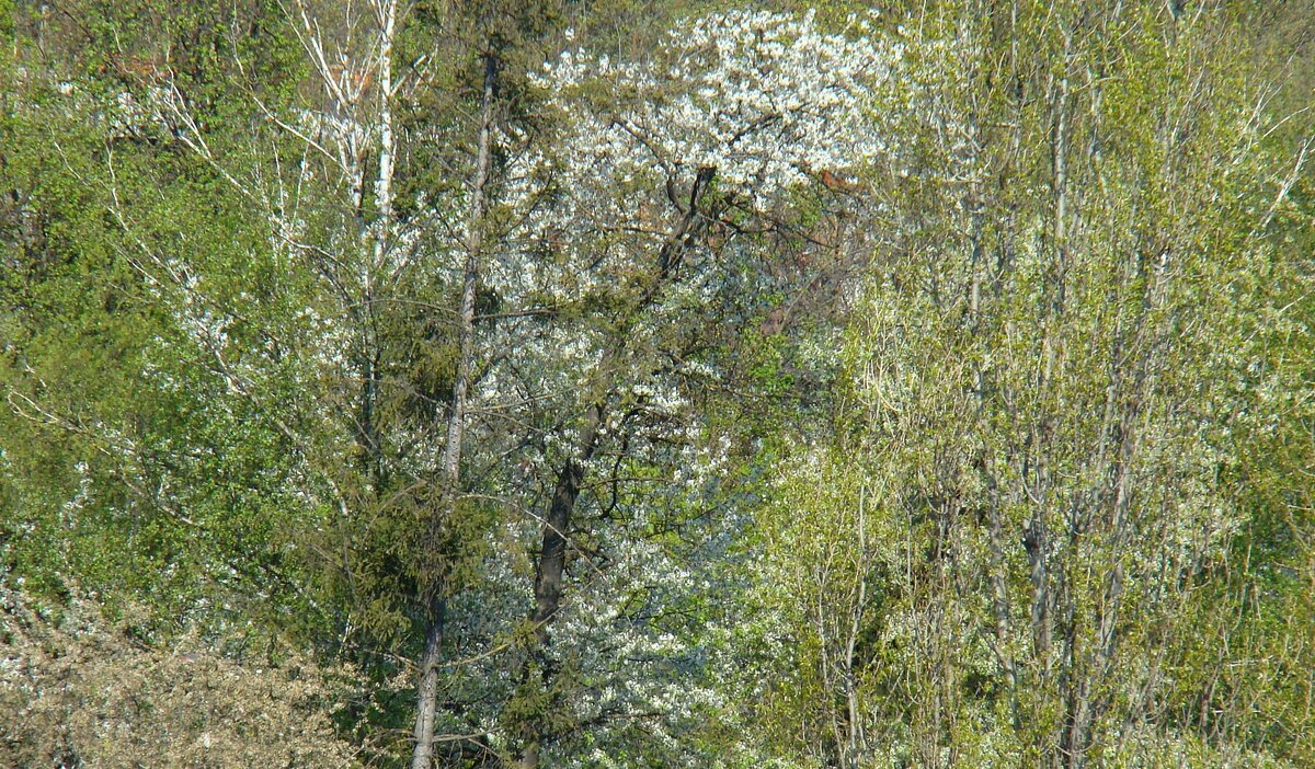 Весна с балкона... - Syntaxist (Светлана) Весна с балкона... - Syntaxist (Светлана)