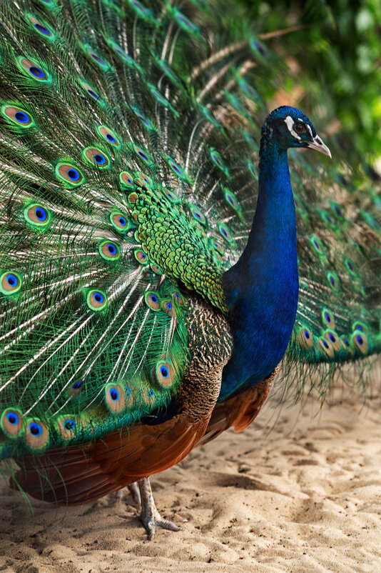 Павлин - Viktoria Anufrieva