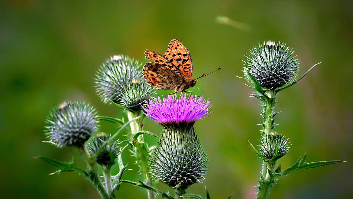Живая природа - Николай Соколухин Живая природа - Николай Соколухин