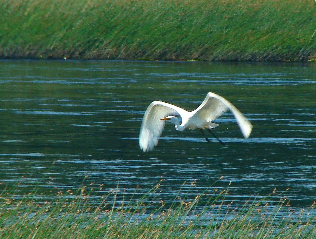 большая белая цапля - gawrilа - dan
