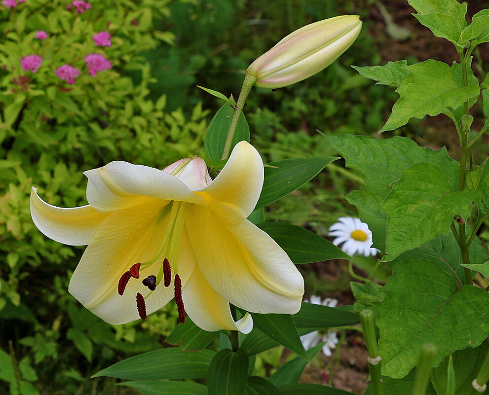 С последним днём июля! - Светлана 