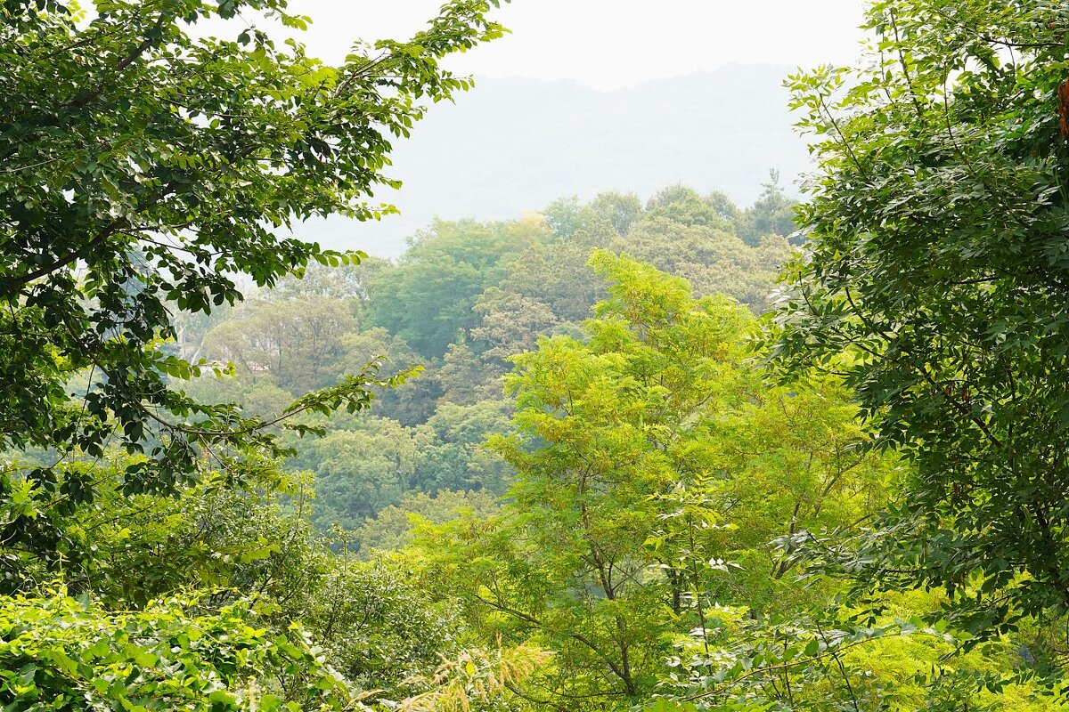 Южный пейзаж - Татьяна Тюменка