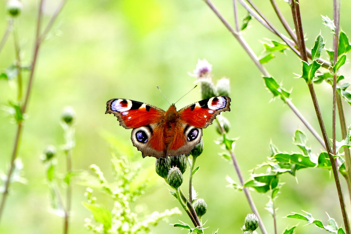 бабочки этого лета 3 - Александр Прокудин