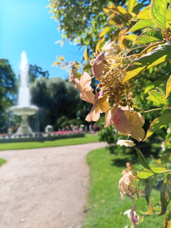 Гортензия - Сапсан 