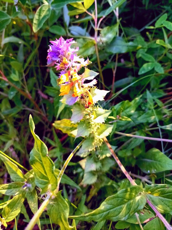 Иван-да-Марья (марьянник дубравный) - Veera V