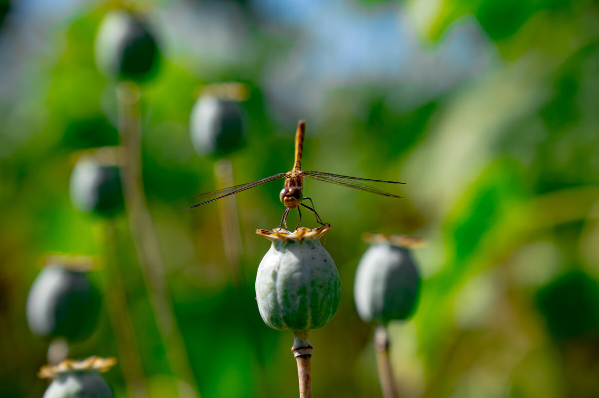 стре коза - Serega Alucard X2