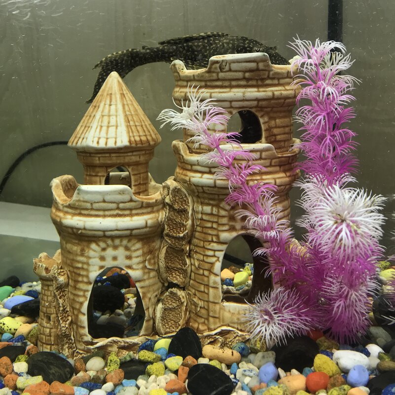 аквариум - zavitok *