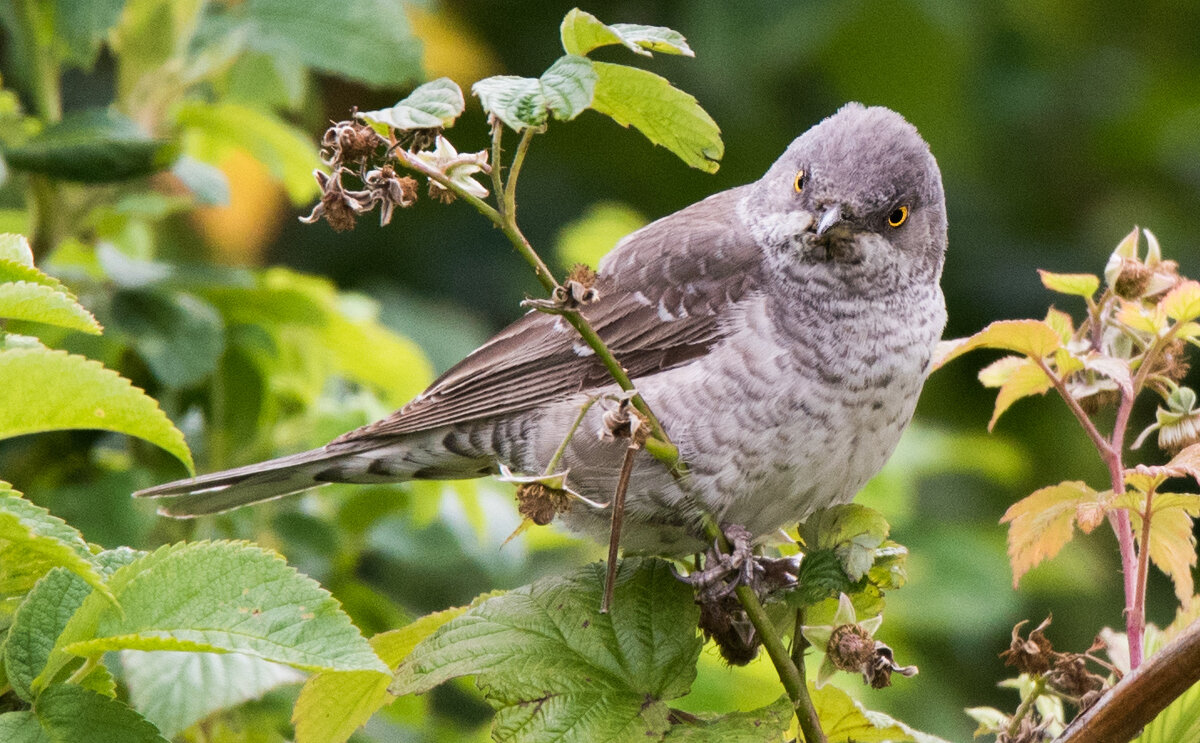 Ястребиная славка. - Владимир Безбородов Ястребиная славка. - Владимир Безбородов