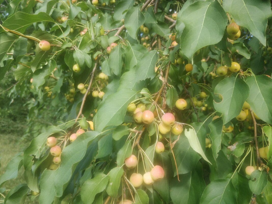 Ранетки - Андрей Хлопонин