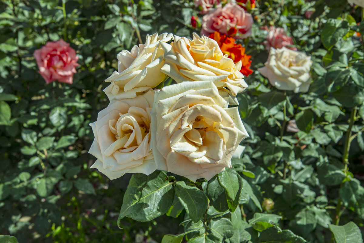 Розы - Анатолий Чикчирный