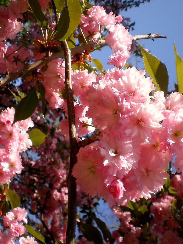 Весна - Роман Савоцкий