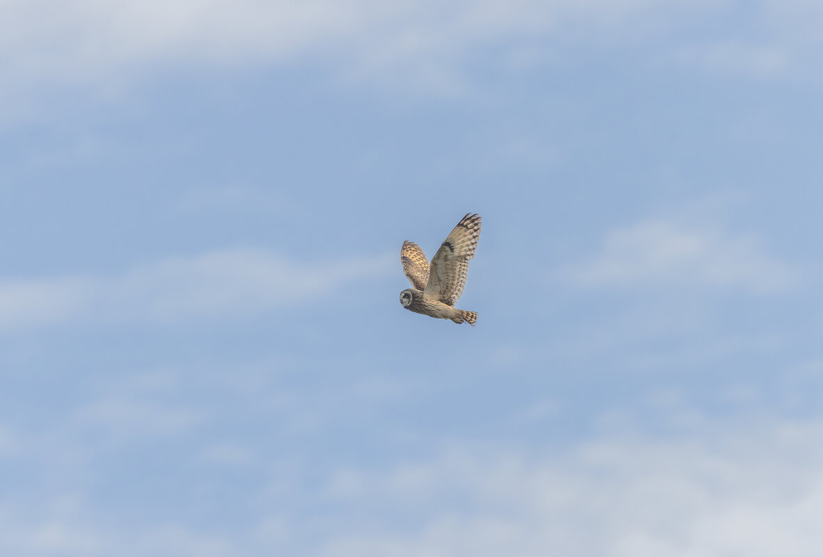 сова болотная. - юрий макаров сова болотная. - юрий макаров