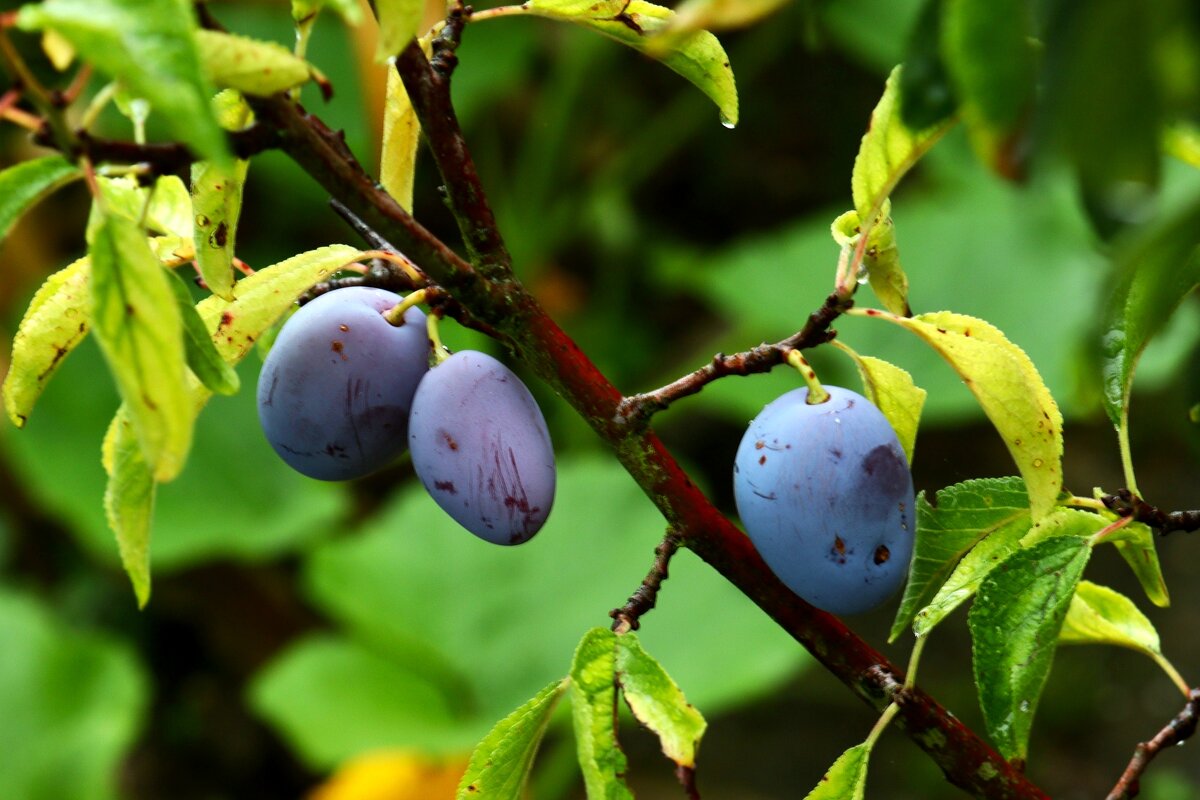 Поспели сливы - Юрий. Шмаков