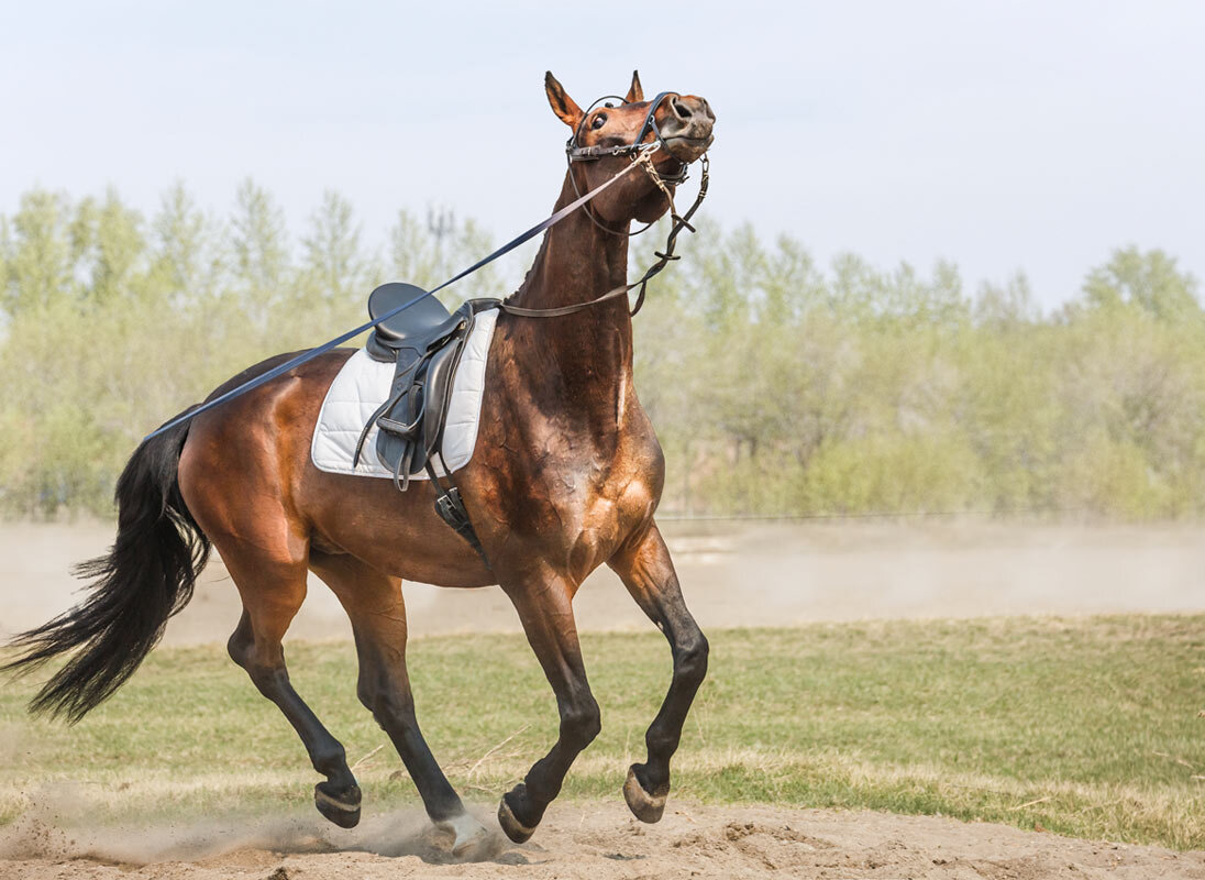 На корде - SanSan 