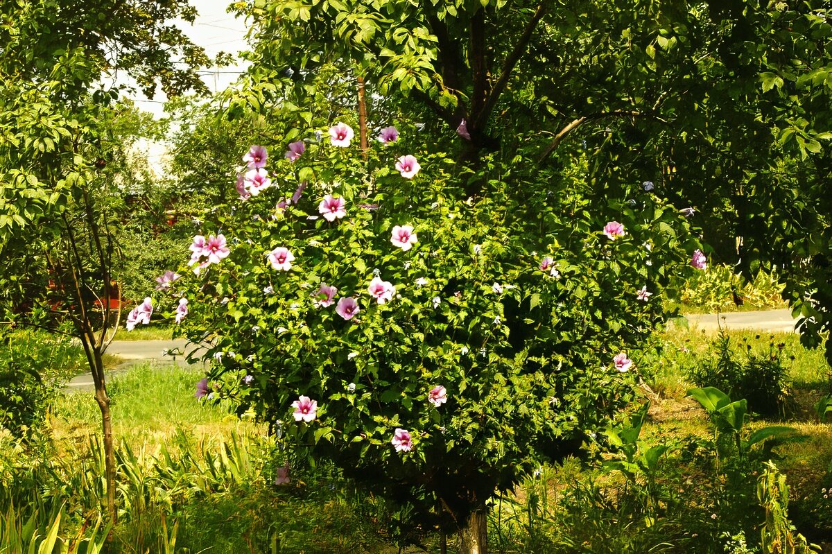 Гибискус - Игорь Сикорский Гибискус - Игорь Сикорский