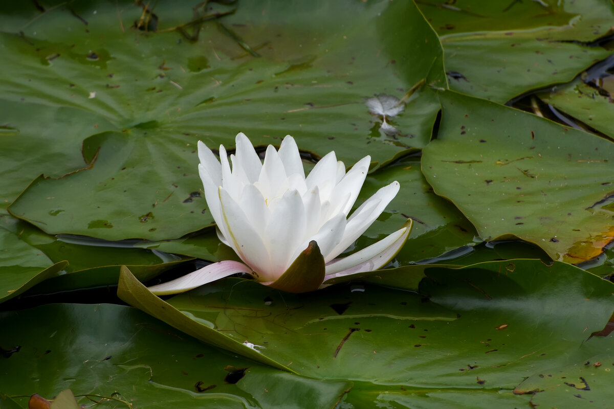 Москва. Воронцовский парк. Кувшинка. - Наташа *****