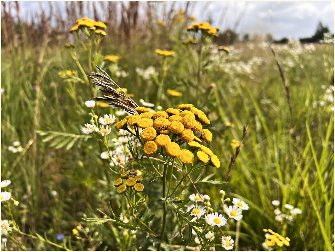 Цветы полевые. Пижма. - Валерия Комова
