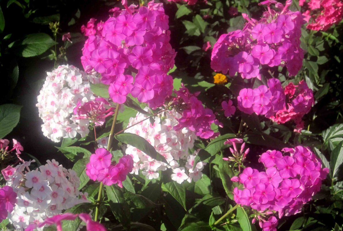 Флоксы - Елена Семигина