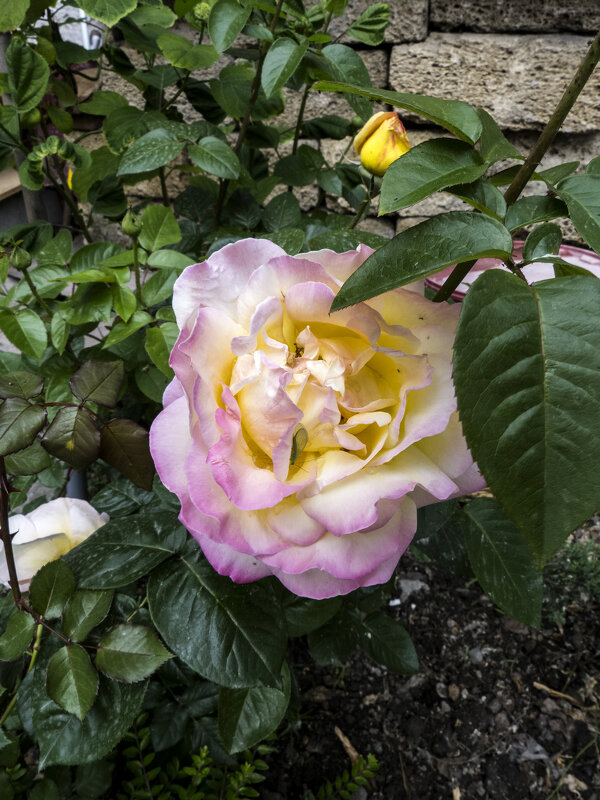 Глория  Дей - Валентин Семчишин