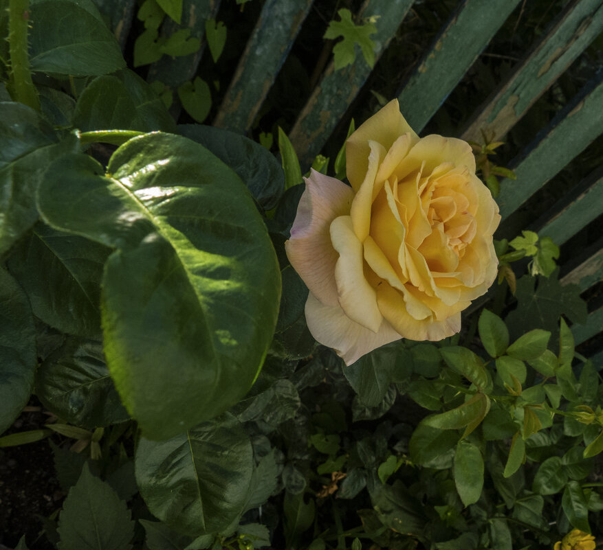 Йеллоу  Гарден - Валентин Семчишин