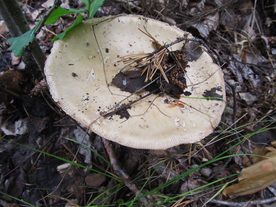 золотистый мухомор - Елена Шаламова золотистый мухомор - Елена Шаламова