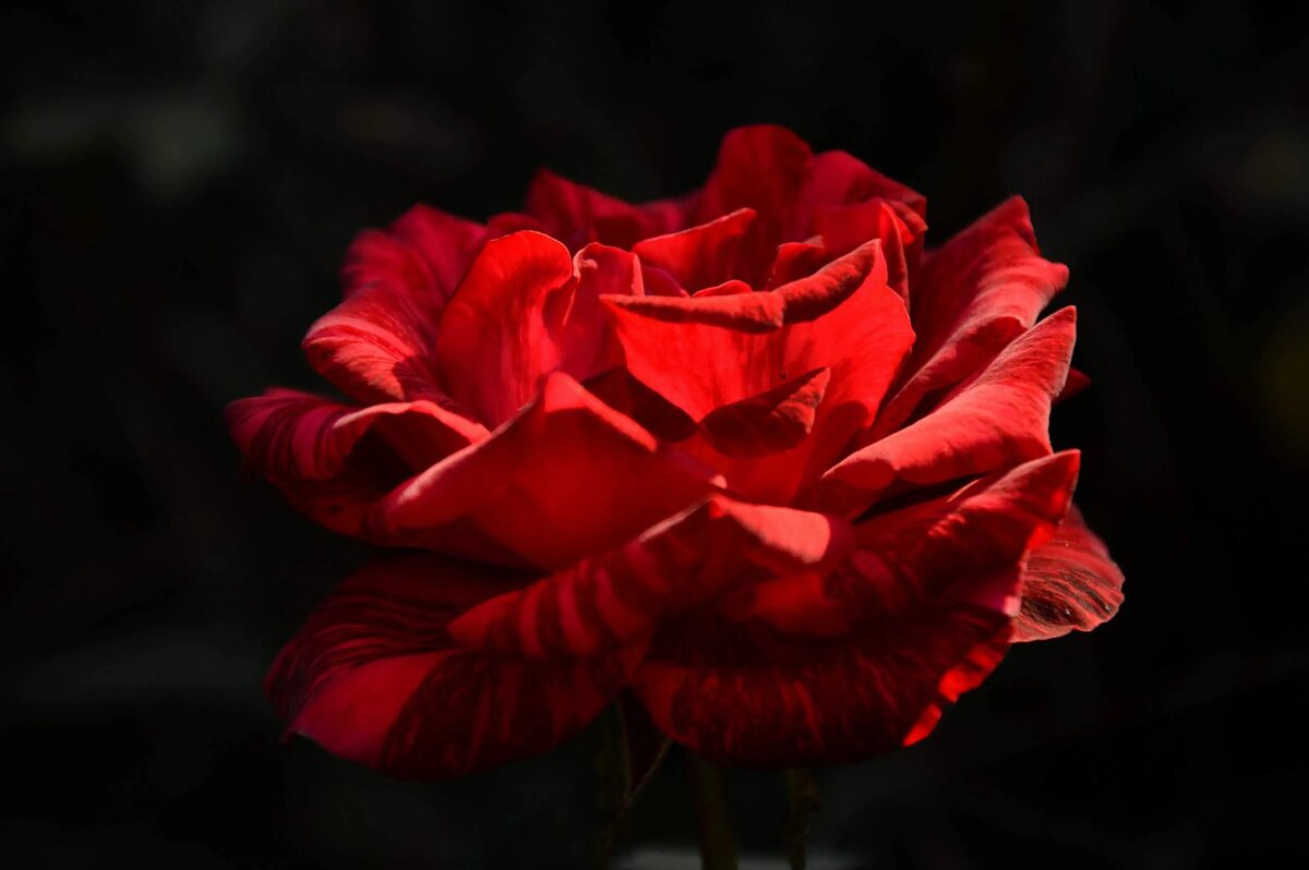 Утреннее солнышко - Надежда Куркина 