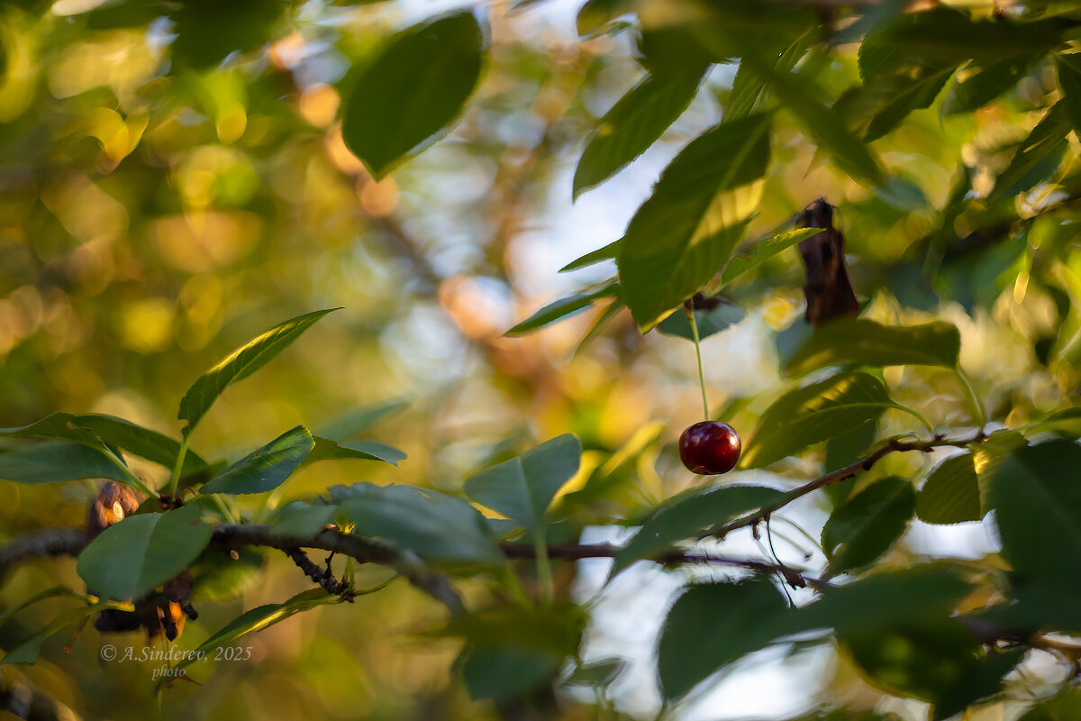 Последняя вишенка - Александр Синдерёв