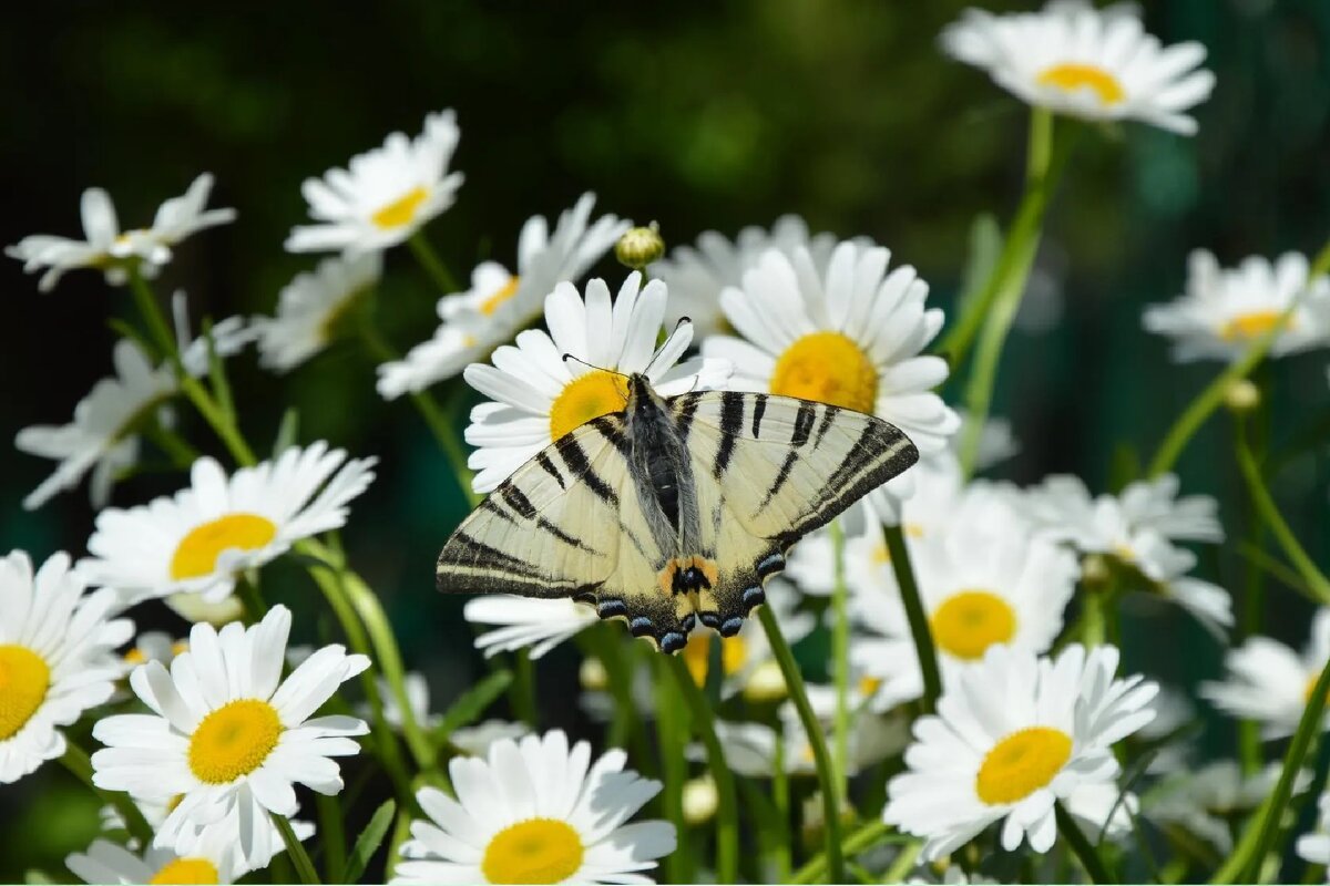 Нежданная гостья... - Надежда Куркина 