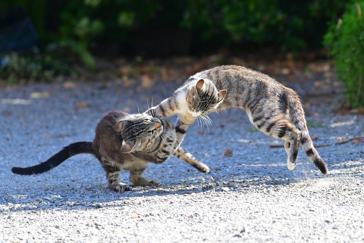 Игруны - Светлана 