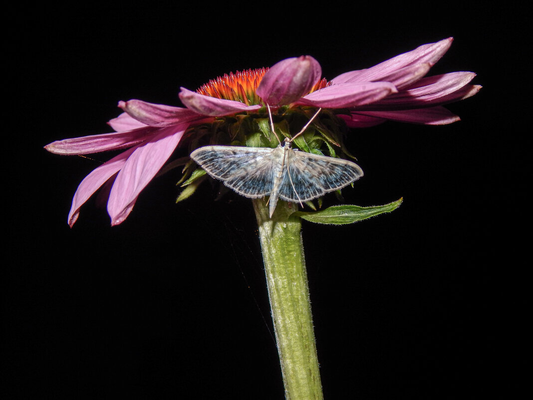 Ночная бабочка - Александр Ковальчук