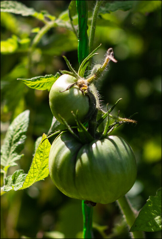 Зелёные, пока - Александр Тарноградский Зелёные, пока - Александр Тарноградский