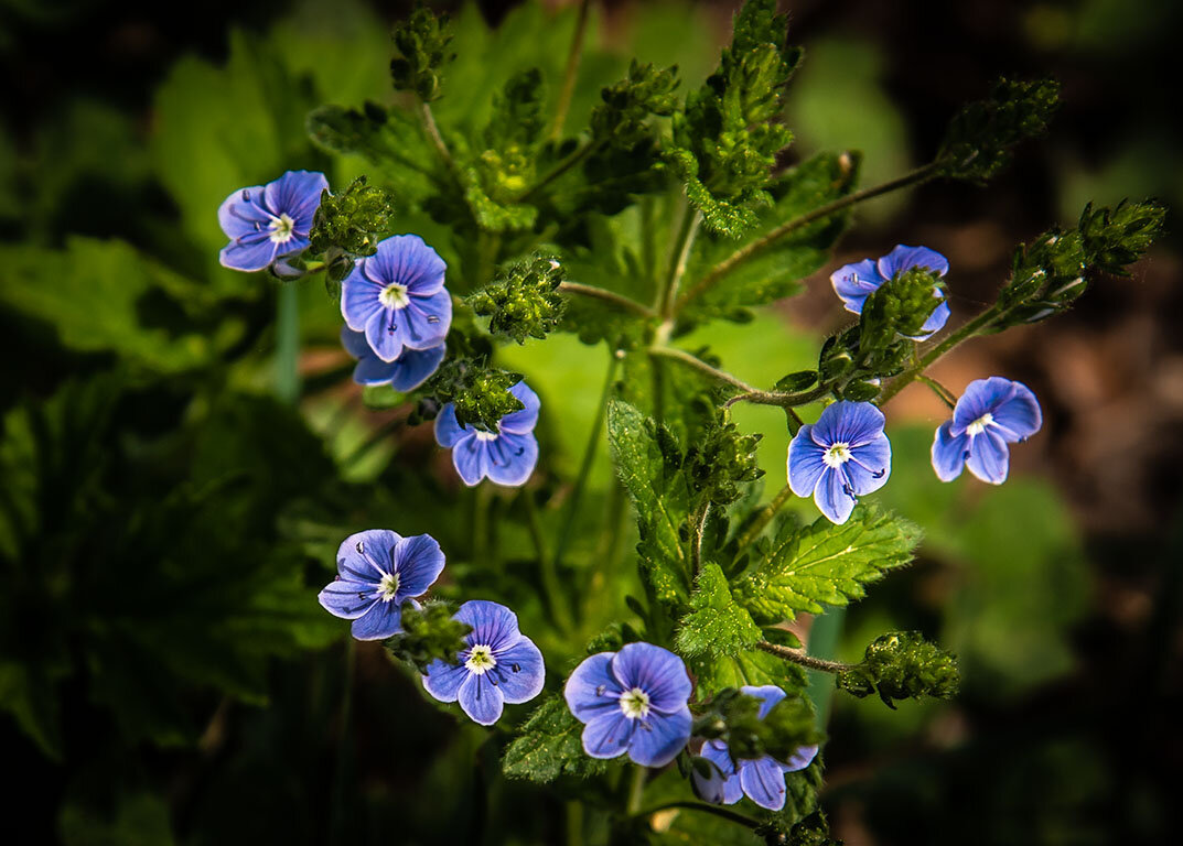 Таёжные цветы - юрий Амосов