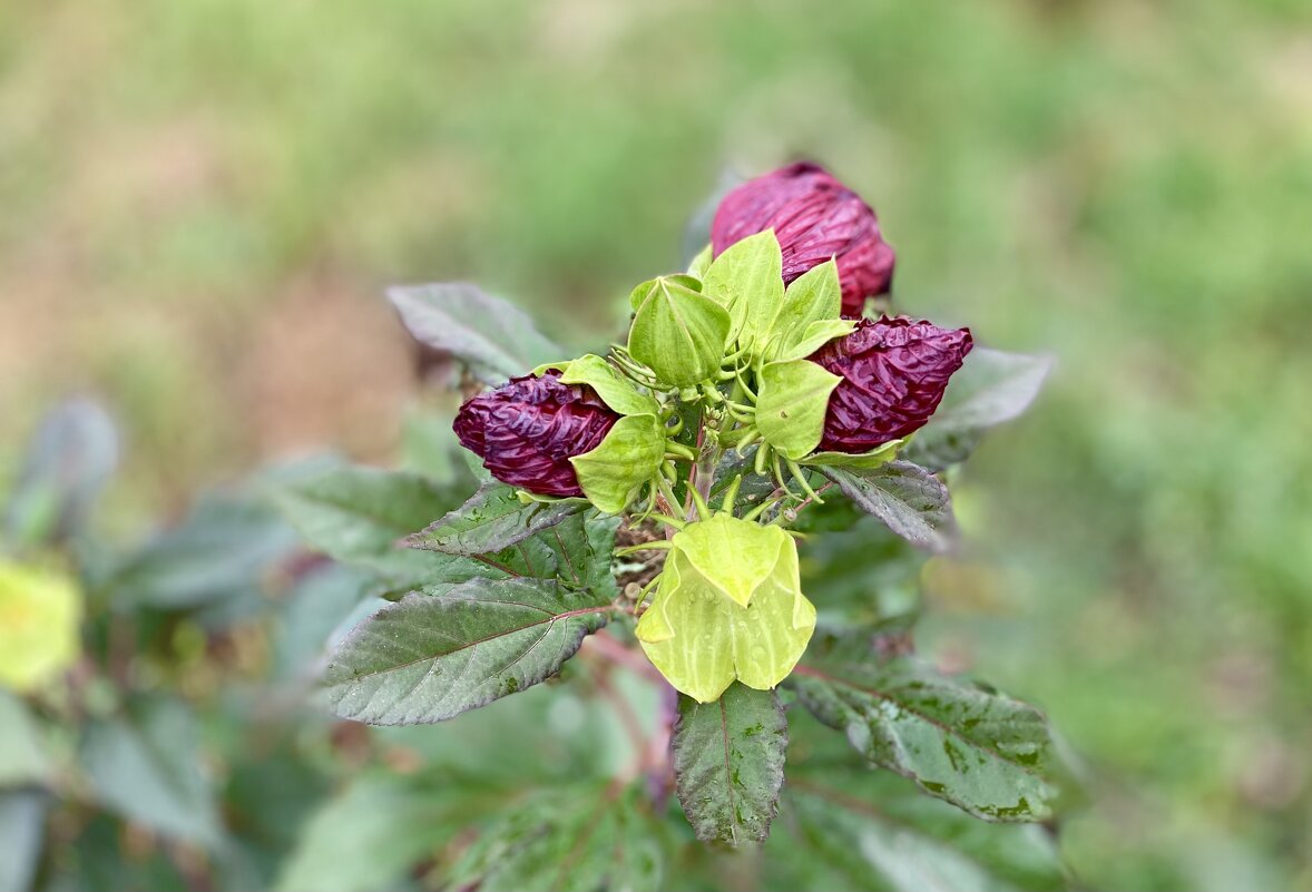 После дождя (3) - Alexey YakovLev