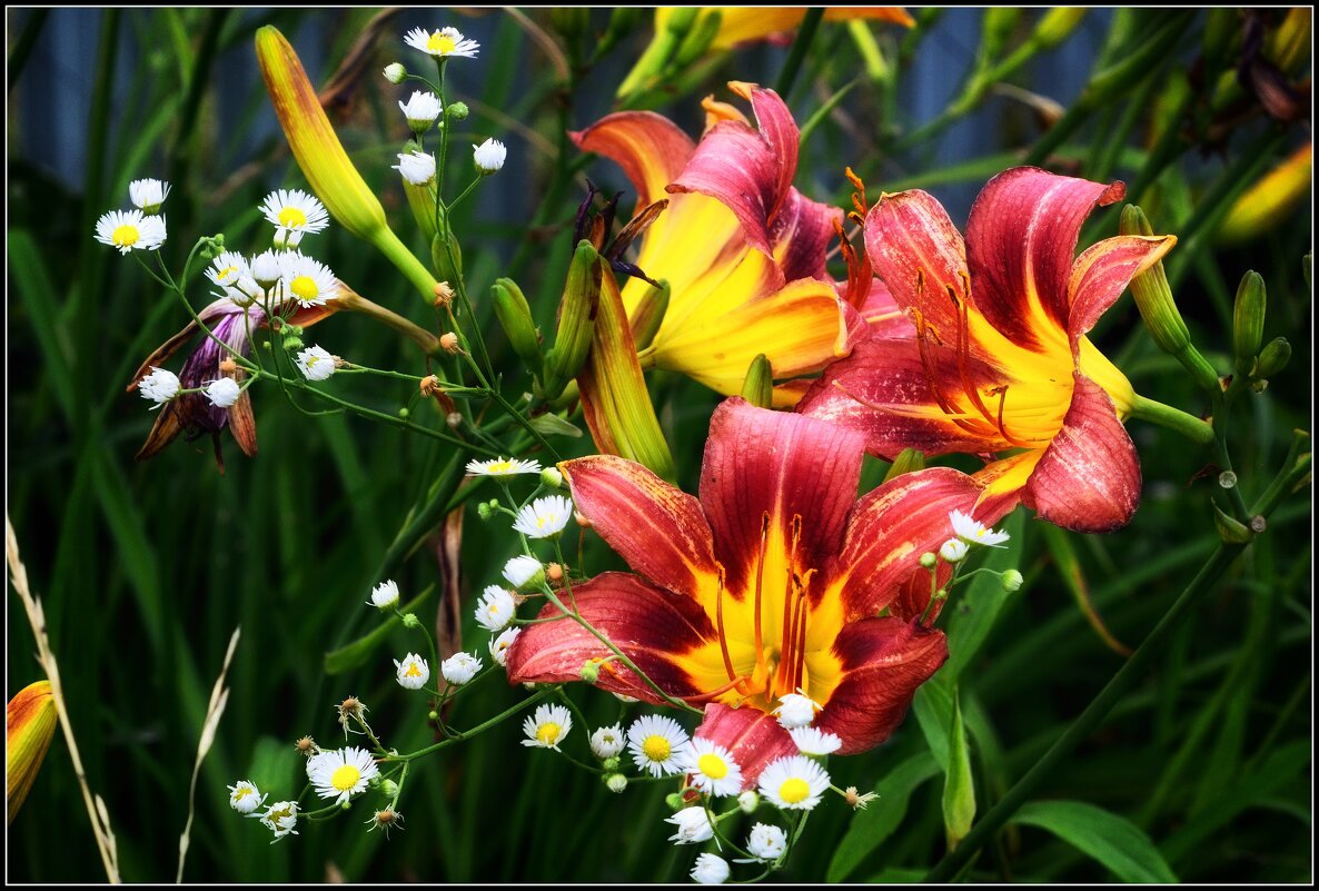 Лилейник - дачная красота - Максим Сорокин